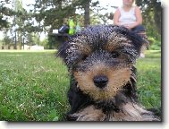 Jorkrsk terier, Yorkshire Terrier,