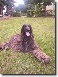 Afghan Hound