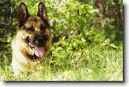 German Shepherd Dog