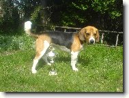 Beagle