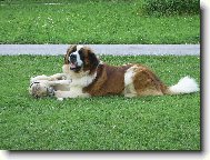 Saint Bernard