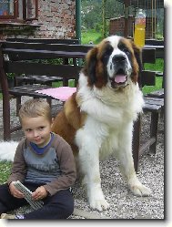 Saint Bernard