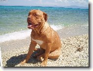 Dogue de Bordeaux