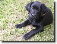 Labrador Retriever