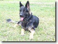 German Shepherd Dog