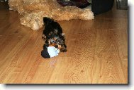 Jorkrsk terier, Yorkshire Terrier,