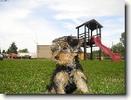 Jorkrsk terier, Yorkshire Terrier,