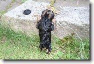 Jorkrsk terier, Yorkshire Terrier,