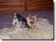 Yorkshire Terrier