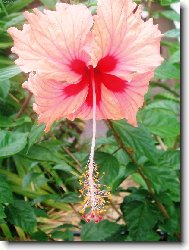 Hibiscus rosa-sinensis