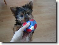 Jorkrsk terier, Yorkshire Terrier,