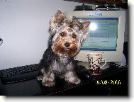 Jorkrsk terier, Yorkshire Terrier,