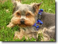 Jorkrsk terier, Yorkshire Terrier,