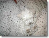 Bichon frise