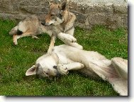 Czechoslovakian wolfdog