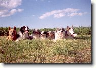 Border collie \\\\\(Dog standard\\\\\)