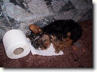 Jorkrsk terier, Yorkshire Terrier,