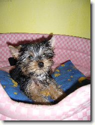 Jorkrsk terier, Yorkshire Terrier,