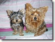 Jorkrsk terier, Yorkshire Terrier,