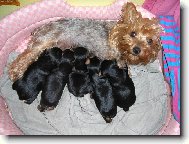 Jorkrsk terier, Yorkshire Terrier,