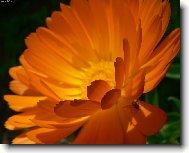 Calendula officinalis L\.