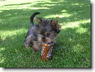 Jorkrsk terier, Yorkshire Terrier,