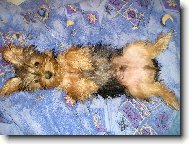 Yorkshire terrier \\\\\(Dog standard\\\\\)