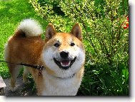 Shiba inu \\\\\(Dog standard\\\\\)