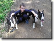 Bull Terrier