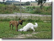 White swiss shepherd dog \\\\\(Dog standard\\\\\)