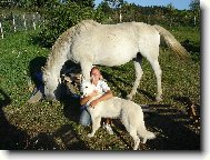 Berger Blanc Suisse, White Swiss Shepherd Dog