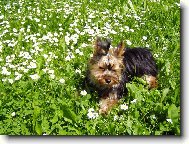 Jorkrsk terier, Yorkshire Terrier,