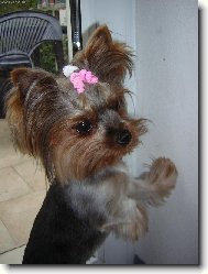 Jorkrsk terier, Yorkshire Terrier,