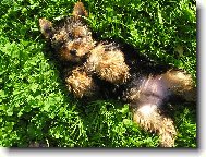 Jorkrsk terier, Yorkshire Terrier,