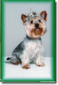 Jorkrsk terier, Yorkshire Terrier,