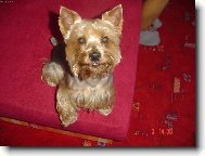 Yorkshire terrier \\\\\(Dog standard\\\\\)