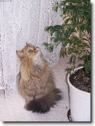 Persian cat