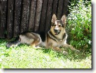 German Shepherd Dog