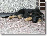 German Shepherd Dog