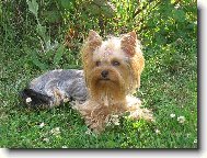 Jorkrsk terier, Yorkshire Terrier,