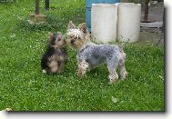 Jorkrsk terier, Yorkshire Terrier,