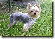 Jorkrsk terier, Yorkshire Terrier,