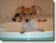 Jack russell terrier \\\\\(Dog standard\\\\\)