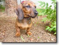 Dachshund