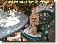 Yorkshire Terrier