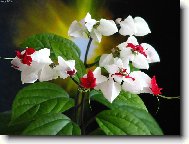 Clerodendrum