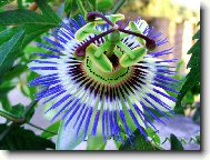 Passiflora caerulea