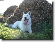 White swiss shepherd dog \\\\\(Dog standard\\\\\)