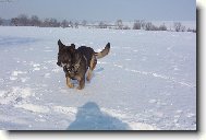 German Shepherd Dog