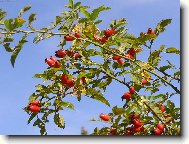 Rosa canina L